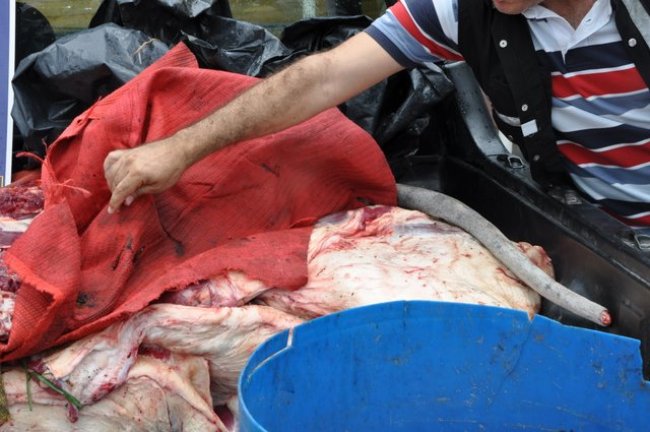 Carne seria entregue em diversos açougues de Itagimirim. (Foto: Radar64)